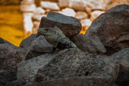 Lizard sitting on brown stone enjoying sun. Uxmal, Mexico. Yucatanの写真素材