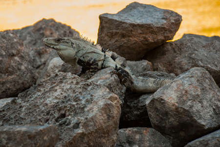 Lizard sitting on brown stone enjoying sun. Uxmal, Mexico. Yucatanの写真素材
