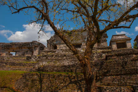 Palenque, Chiapas, Mexico: Ancient Mayan city among trees in Sunny weather. The archaeological area with the ruinsの写真素材