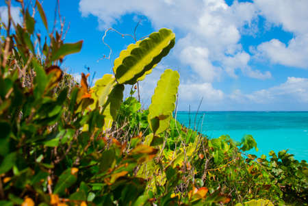 Beautiful beach bay turquoise sea water and cactus. Beautiful scenery Holguin, Cuba.