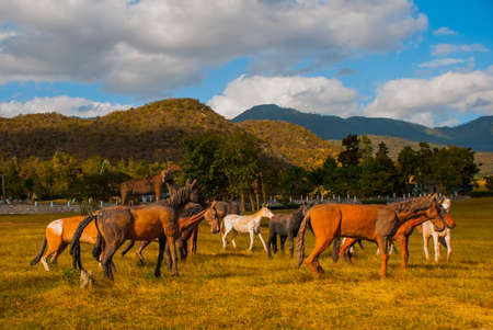 Prehistoric animal models, sculptures in the valley Of the national Park in Baconao, Santiago de Cuba, Cuba.の写真素材