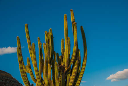 National Park in Baconao, Cuba, Santiago de Cuba: Huge green cactus on blue sky background.