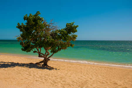 Cuba. Trinidad. Ancona Beach. Caribbean sea.The tree grows on the beachの写真素材