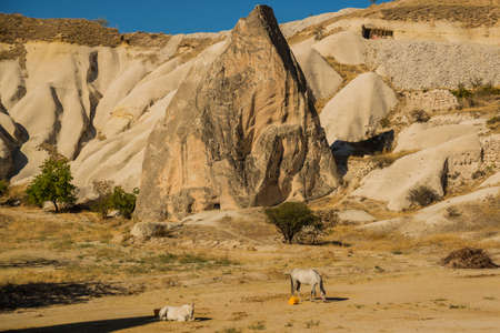 Cappadocia, Turkey: Horses near the mountains in Sunny summer weather. Beautiful landscape in summer with hills.の写真素材