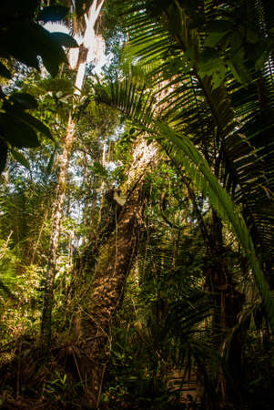 Trees and bushes in the jungle, beautiful Amazon forests near Manaus, near Manaus, Brazil. South...