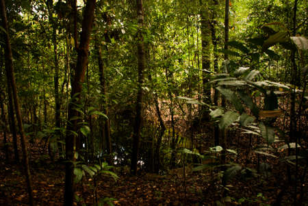 Trees and bushes in the jungle, beautiful Amazon forests near Manaus, near Manaus, Brazil. South...