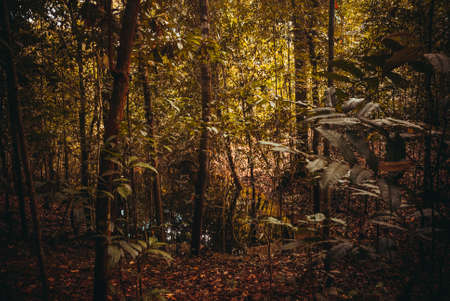 Trees and bushes in the jungle, beautiful Amazon forests near Manaus, near Manaus, Brazil. South Americaの写真素材