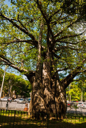A huge baobab tree grows in the Park of the Recife city.の写真素材