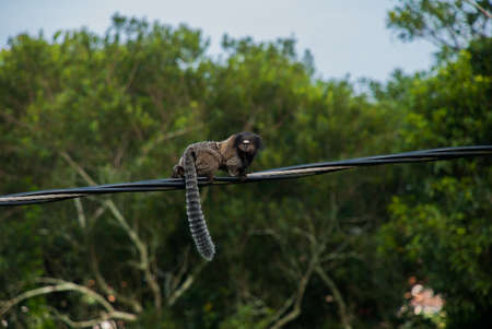 Sagui monkey in the wild in Rio de Janeiro, Brazil. The black-tufted marmoset callithrix penicillata lives primarily in the Neo-tropical gallery forests of the Brazilian Central Plateau.の写真素材