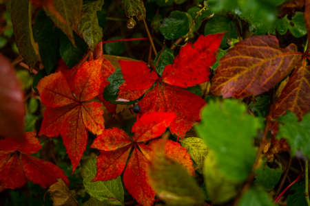 Red tree leaves in autumn Park. Denmark, Europe