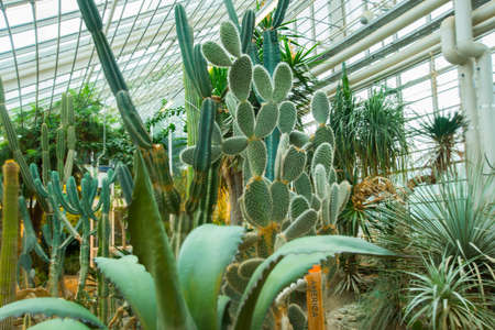Aarhus, Denmark: Hothouse at the botanical garden in Aarhus, Denmarkの写真素材