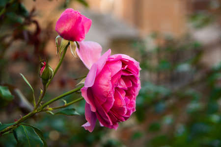 Pink Rose flower with raindrops on background pink roses flowers. Nature.の写真素材