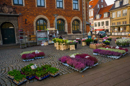 Beautiful unusual flowers are sold on the street, sale in the market. Helsingor, Denmark