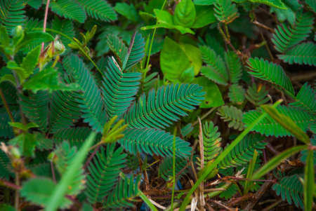 SABAH, BORNEO MALAYSIA green leaf background