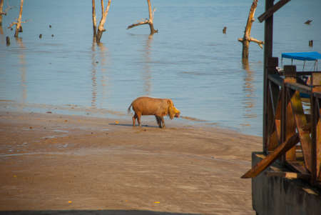 BAKO, KUCHING, SARAWAK, BORNEO, MALAYSIA: Bornean bearded pig Sus Barbatus on Bako national park beach searching for food in the sand, near Kuchingの写真素材