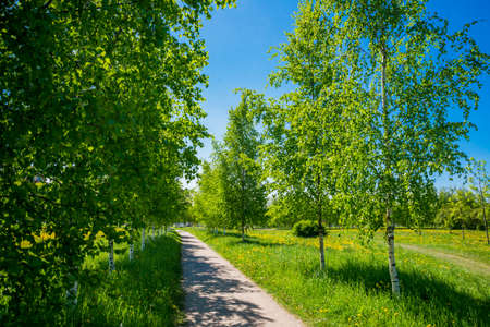 Russia, Saint Petersburg: view of a beautiful summer landscape in a Park with birch trees.