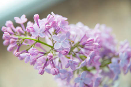 Beautiful branch with spring lilac flowers.