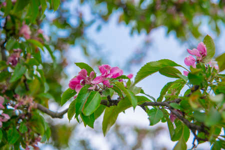 Pink crab apple tree buds and blossoms hanging down in Spring. Russia, Saint Petersburgの写真素材