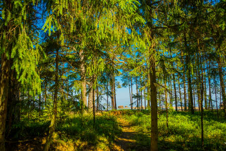 Landscape in a pine forest near the Gulf of Finland. Saint Petersburg, Russia.の写真素材