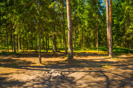 Beautiful landscape in a pine forest on the shore of the Gulf of Finland. Saint Petersburg, Russia.の写真素材