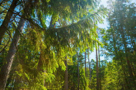 Beautiful landscape in a pine forest on the shore of the Gulf of Finland. Saint Petersburg, Russia.
