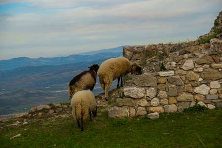 KANINE, ALBANIA: Sheep on the ruins of the fortress walls of Kanine Castle, Vlore region, Albaniaの写真素材