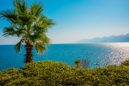 ANTALYA, TURKEY: Beautiful landscape on the sea and a palm tree on a sunny summer day in the Ataturk Park in Antalya, Turkey.の写真素材