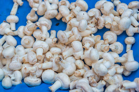ANTALYA, TURKEY: Sale of mushrooms in a street market. Grocery traditional Turkish bazaar in Antalya, Turkey.の写真素材
