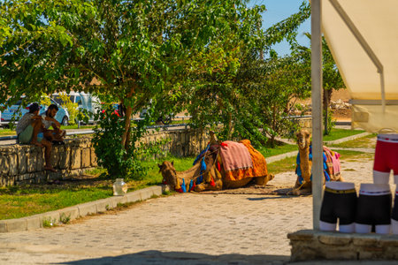 SIDE, TURKEY: Camels rest in the shade, a popular entertainment for tourists in the city of Side on a sunny summer day.のeditorial素材