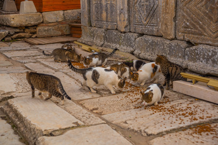 EPHESUS, SELCUK, IZMIR, TURKEY: Cats eat food in Ephesus in the Turkish city of Selcuk, Izmir province.のeditorial素材