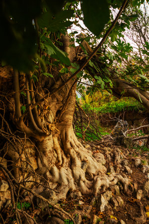 EPHESUS, SELCUK, IZMIR, TURKEY: Old tree in Ephesus in the Turkish city of Selcuk, Izmir province.のeditorial素材
