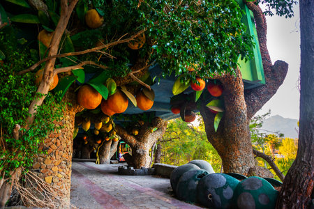 CHAMYUVA, KEMER, TURKEY: Trees with lemons and oranges in the lobby of the main building. Abandoned and destroyed old hotel Holiday Area Eco Dream Club Sea Resort in the village of Chamyuva.のeditorial素材