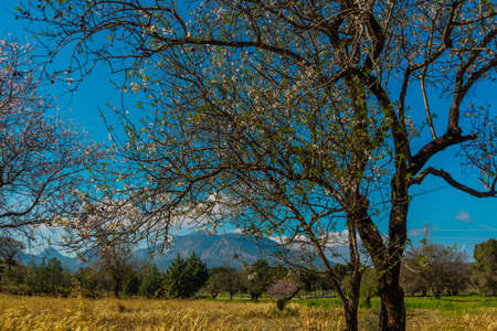 KIZLAN, MUGLA, TURKEY: Beautiful spring landscape with a view of the flowering almond tree in the village of Kizlan, near the town of Datca on a sunny day.の写真素材