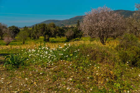 KIZLAN, MUGLA, TURKEY: Beautiful spring landscape with a view of the flowering almond tree in the village of Kizlan, near the town of Datca on a sunny day.の写真素材