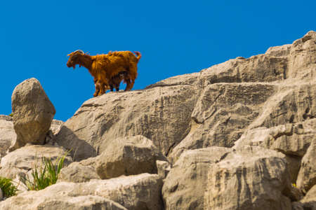 BOZBURUN, MUGLA, TURKEY: Beautiful mountain landscape and goats in Bozburun village on a sunny day.