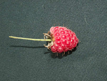 Photo of a berry of a raspberry on a black material.