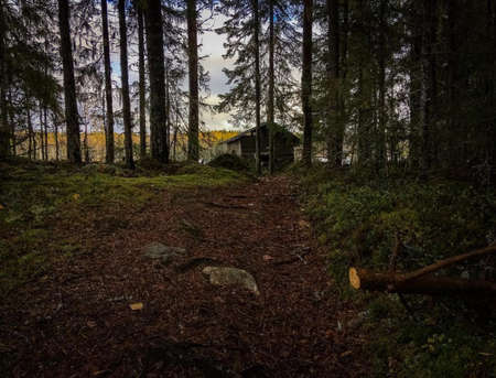 Shed in a woods.の写真素材