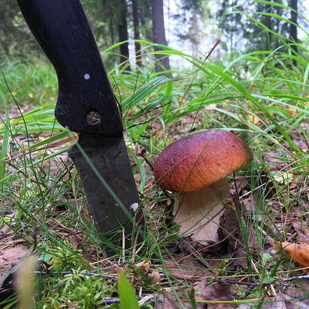 Mushroom pickingの写真素材