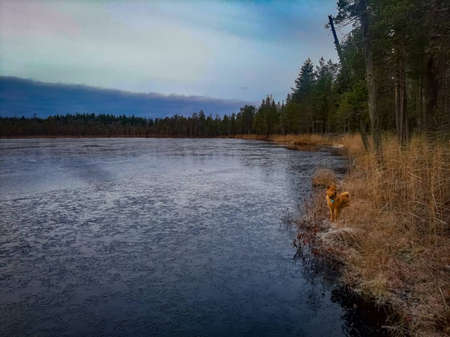 Opening of the autumn hunting season.の写真素材