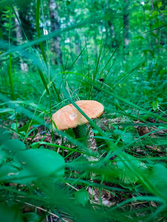 The first mushroom of the short Karelian summer.の写真素材
