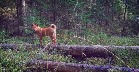 Country walk through the woodsの写真素材
