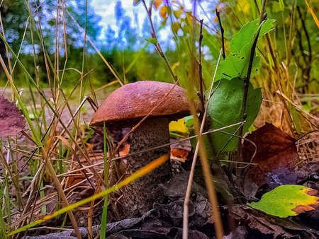 Gifts of the autumn forest.の写真素材