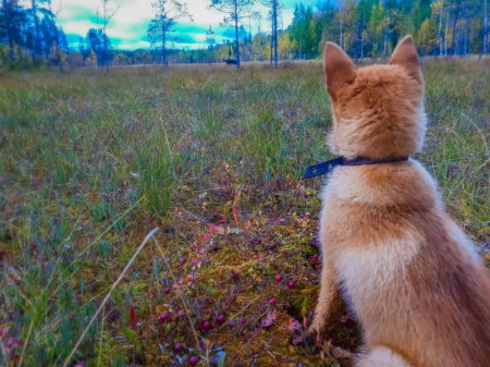 In a cranberry swamp.の写真素材