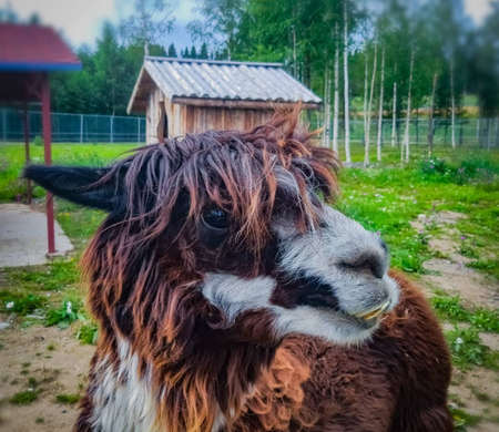 Life in captivityの写真素材