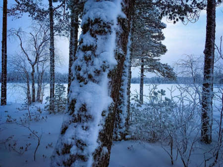 Winter lake shoreの写真素材