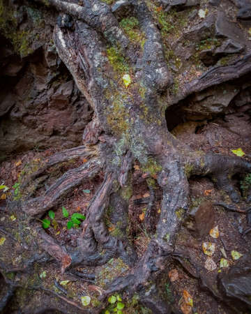 Perennial tree root