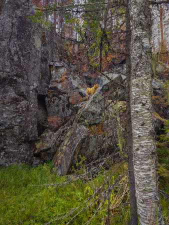 Sheer walls in a deep forestの写真素材
