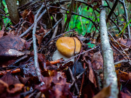 The first mushrooms of the northern forestの写真素材