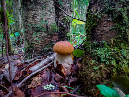 The first mushrooms of the northern forestの写真素材