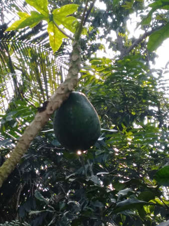 Hello, It's ASHRAF, fancy photographer and HR- data analyst expert.の写真素材